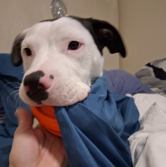 Meet your Posher, "YancyNeleh and her sidekick "Face" - Picture 2 of 4